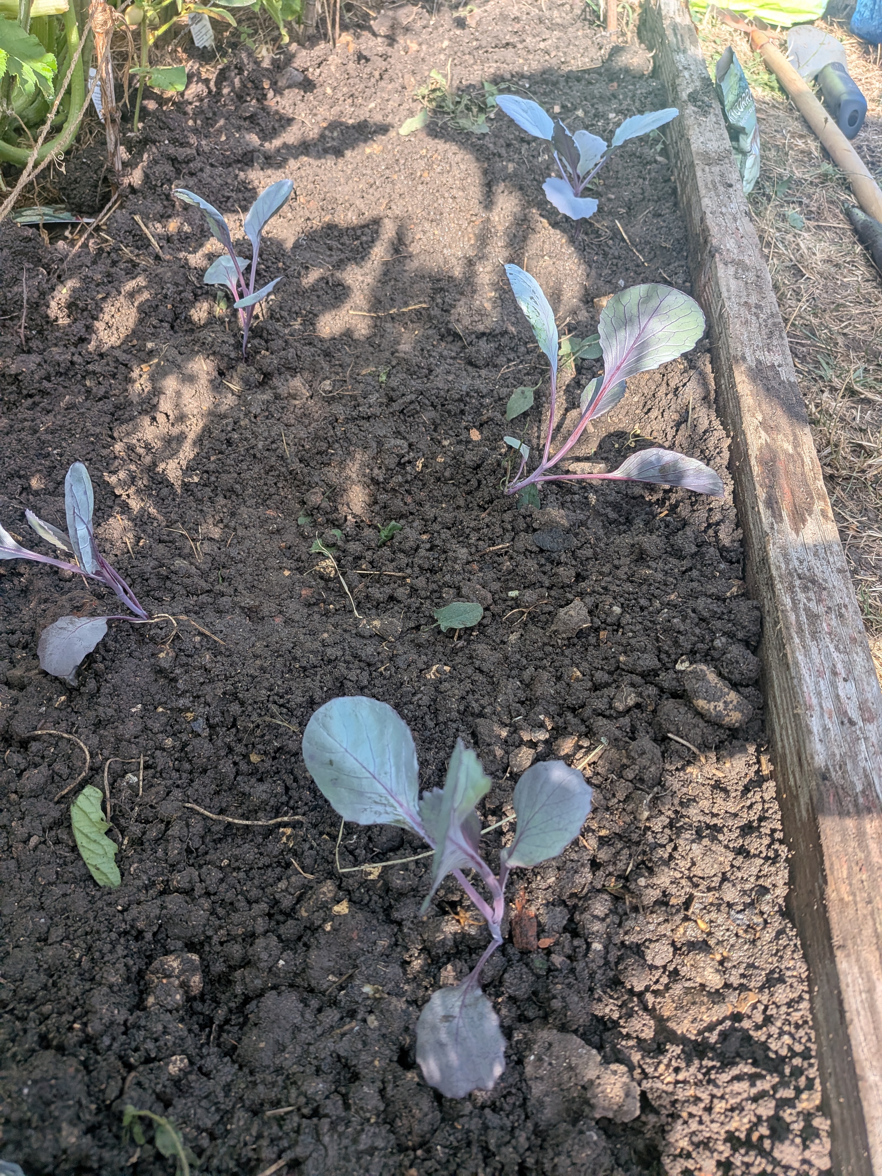 Plantation des choux rouges