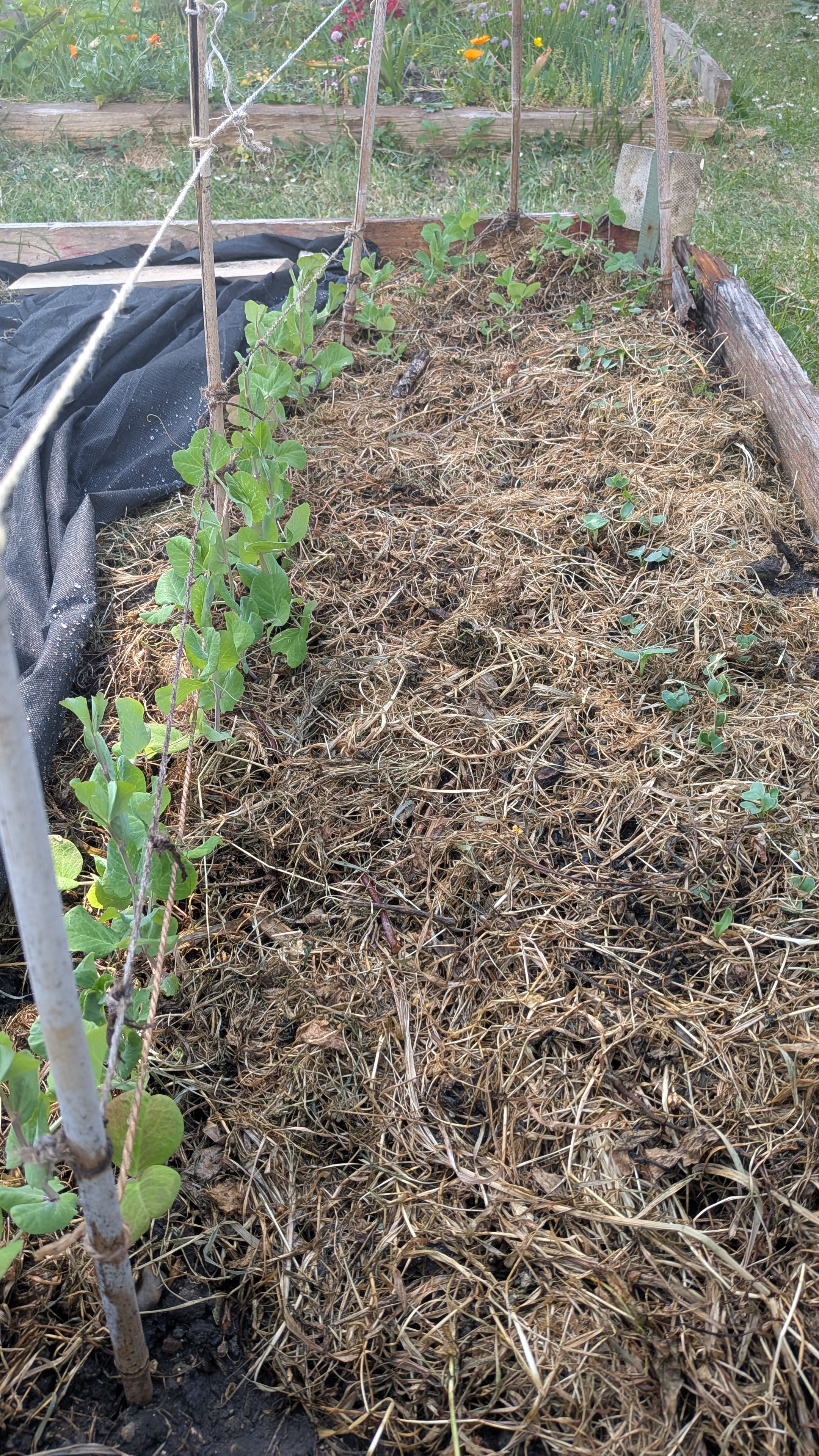 Plantation des poids MangeTout