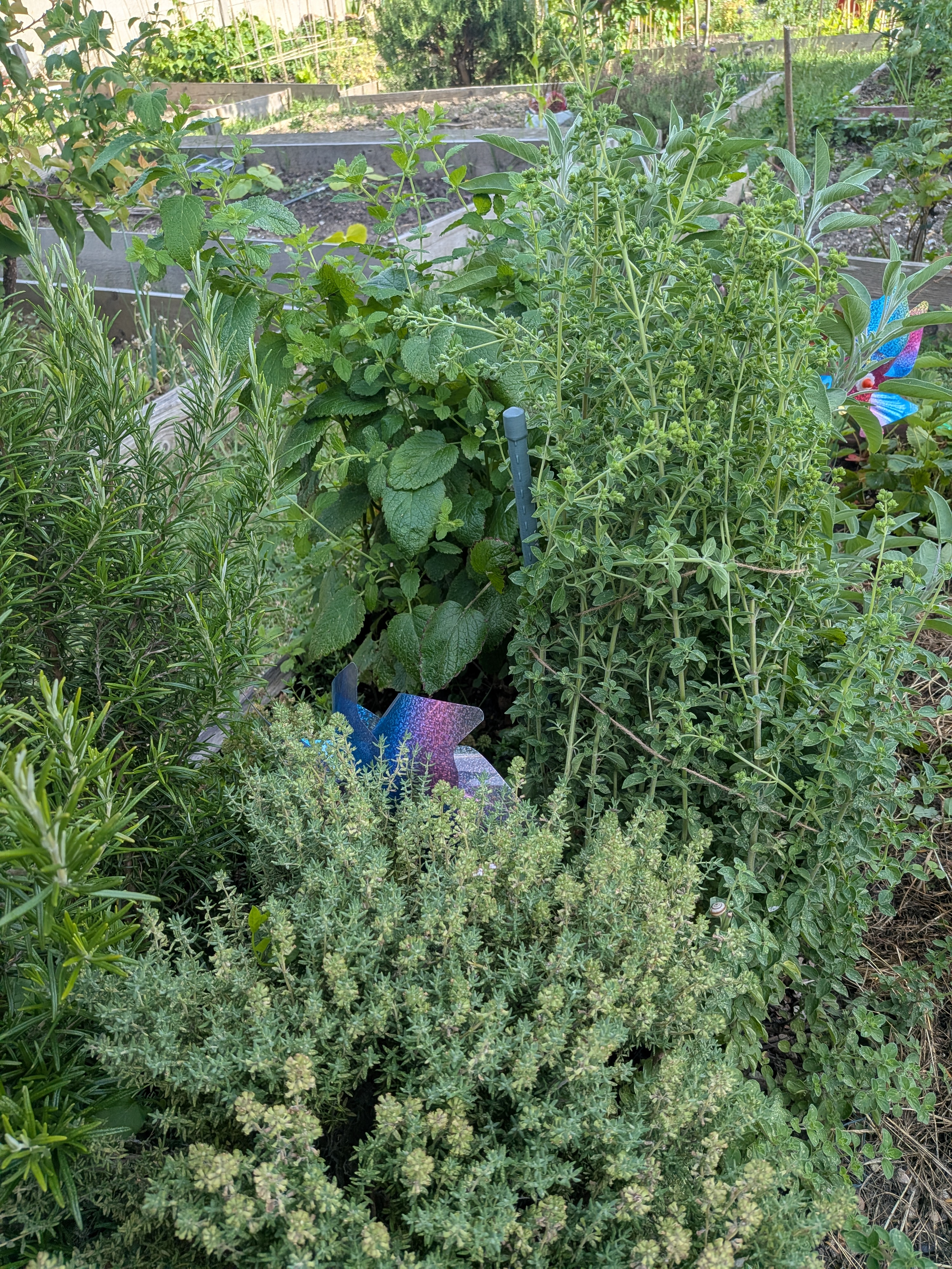 Coin des plantes aromatiques au mois de juin
