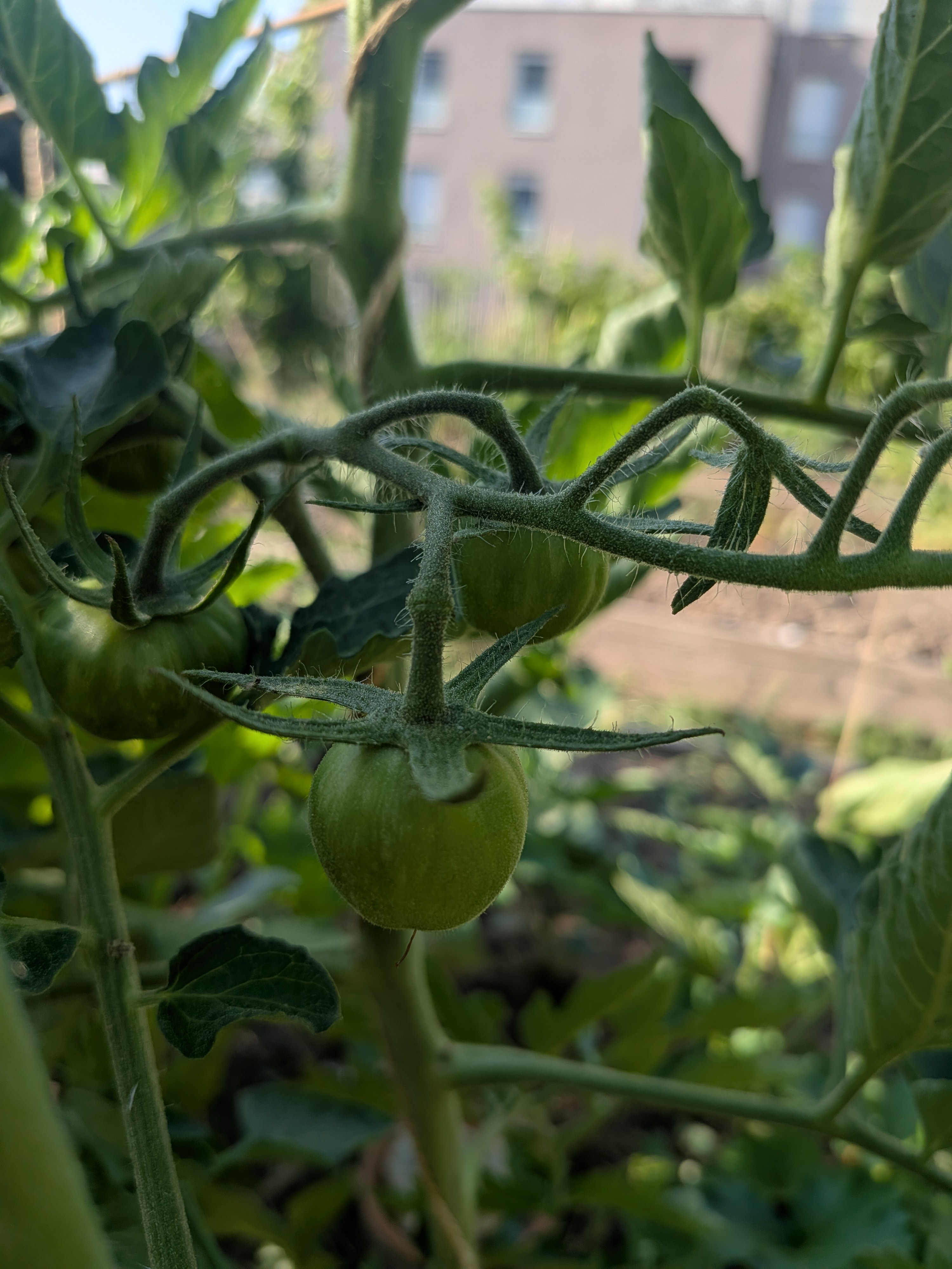 tomates