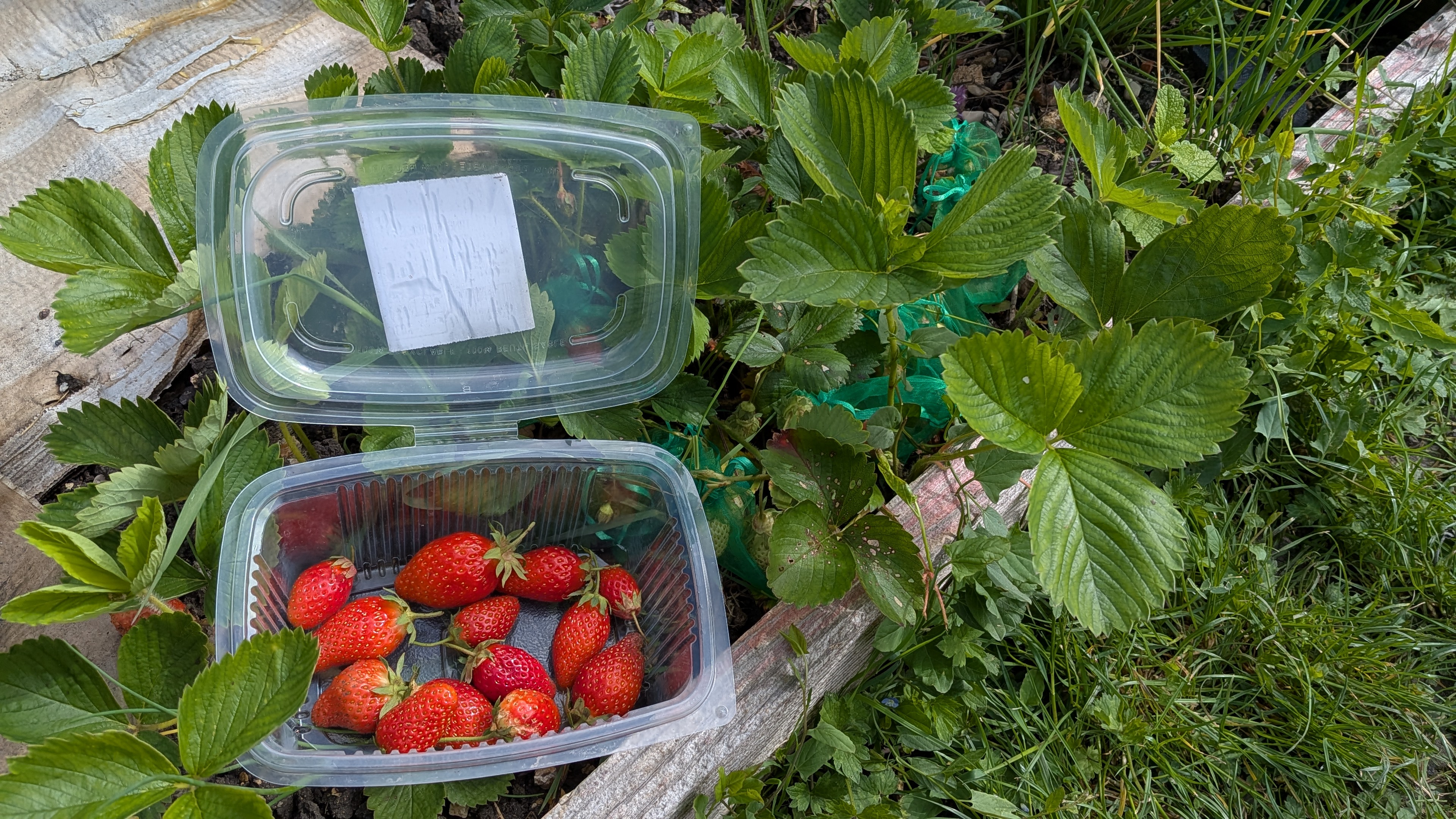 Des fraises enfin sauvées des limaces