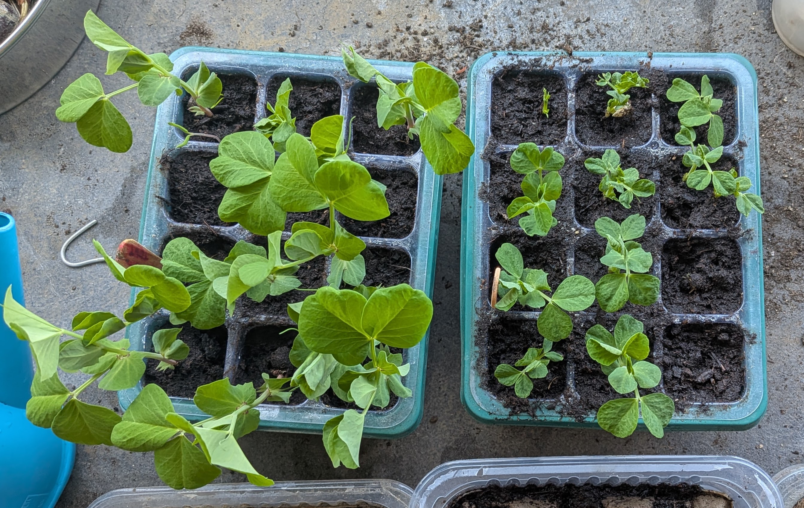 Mes semis de printemps : premiers résultats et ajustements