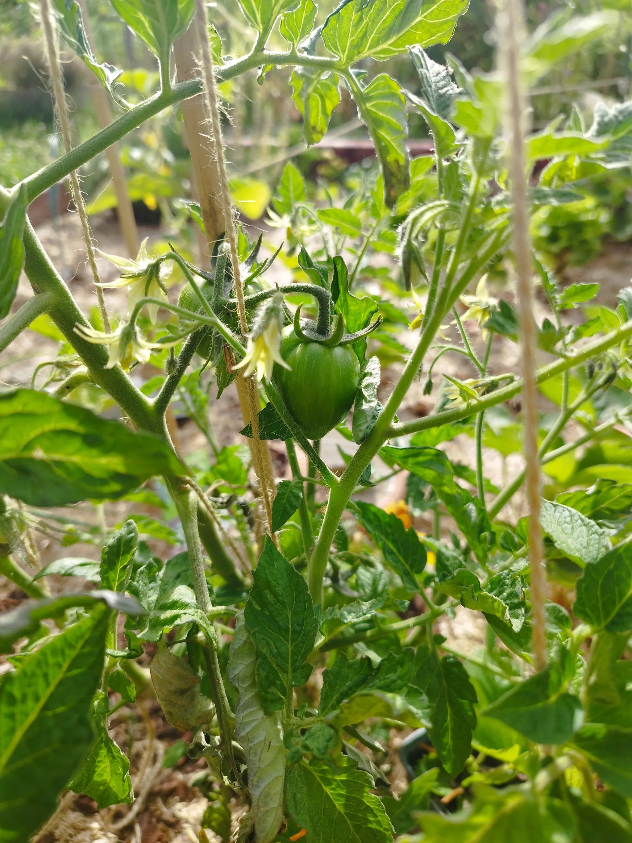 Tomates vertes dans un potager